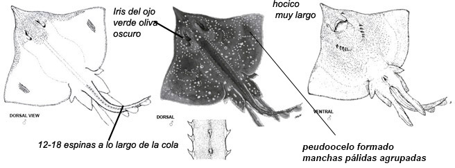Dipturus sp. cf. intermedia_01.jpg